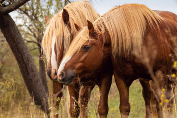 Zwei Schwarzwälder Kuss