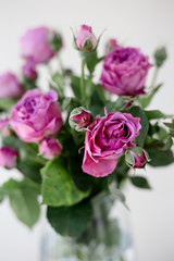 A close up of a rose flower