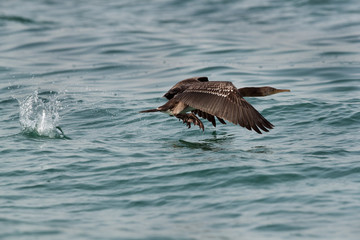 Fototapeta premium Socotra cormorant flying with splash of water