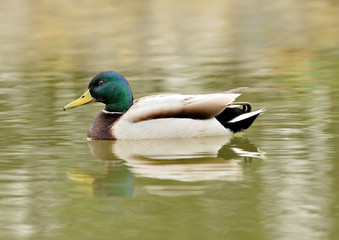 patos ánade azulón nadando en el estanque (Anas platyrhynchos) Marbella Andalucía España
