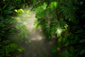 green forest with fog