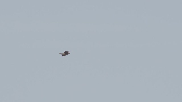 Peregrine falcon (Falco peregrinus) flying and landing on gothic tower, Exeter, Devon, UK