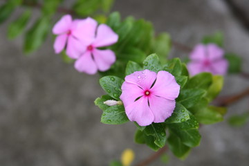 pink flowers in the garden