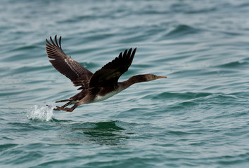 Socotra cormorant flying above water