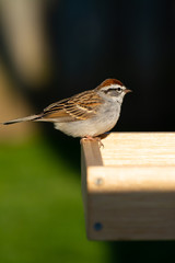 Chipping Sparrow