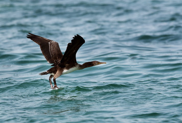 Socotra cormorant flying