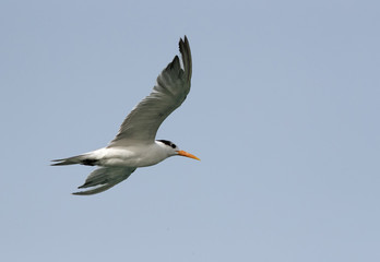 Fototapeta na wymiar Lesser crested tern flying