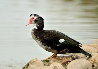 pato criollo sobre unas piedras en el borde del estanque (Cairina moschata) Marbella Andalucía España