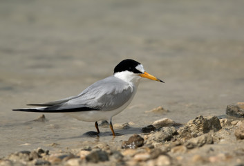 Saunder’s tern
