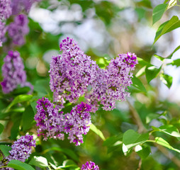 Blooming bushes of lilac flowers, sunny may spring morning