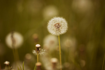white flower dandelion in the green summer grass