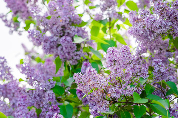 Blooming bushes of lilac flowers, sunny may spring morning