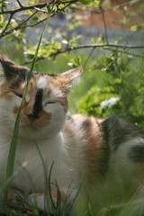 a cute little cat in the spring warm garden