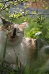 a cute little cat in the spring warm garden