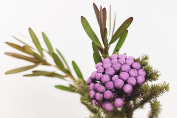 Brunia plant and green branches on white background with copy space. Unusual creative flower. Home decor. Painted brunia flowers in purple color