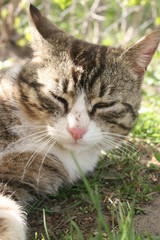 Naklejka na ściany i meble a cute little cat in the spring warm garden