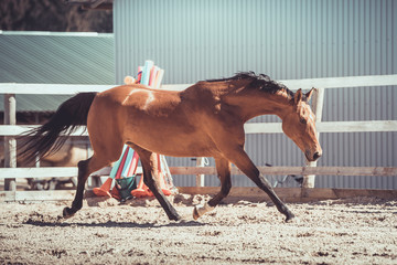 portrait of ukrainian riding mare horse trotting