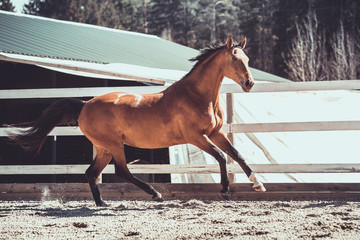 portrait of ukrainian riding mare horse galloping