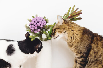 Two cats smelling Brunia plant on white background with copy space. Unusual creative flower. Home...