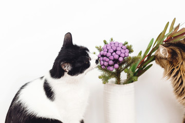 Two cats smelling Brunia plant on white background with copy space. Unusual creative flower. Home pets and decor. Curios tabby cat and kitty sniffing painted purple brunia flowers