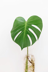 Monstera leaf in glass vase on white background with copy space. Modern Home decor. Palm leaf. Monstera stem in water. Houseplant