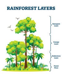 Rainforest layers vector illustration. Jungle structure educational scheme. - obrazy, fototapety, plakaty