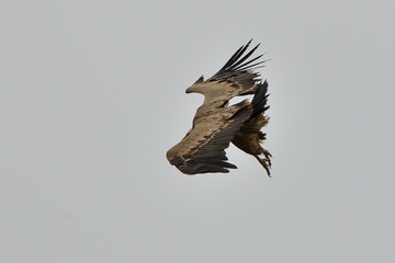 buitre leonado en vuelo con un cielo gris (gyps fulvus) Casares Andalucía España 