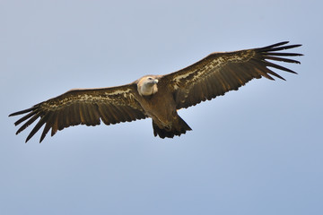 buitre leonado en vuelo mirando al lado con cielo azul (gyps fulvus) Casares Andalucía España 