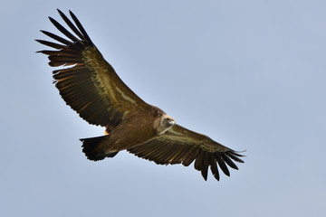 buitre leonado en vuelo rasante sobre el cielo azul (gyps fulvus) Casares Andalucía España 