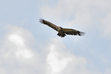 buitre leonado volando sobre un cielo con nubes (gyps fulvus) Casares Andalucía España 