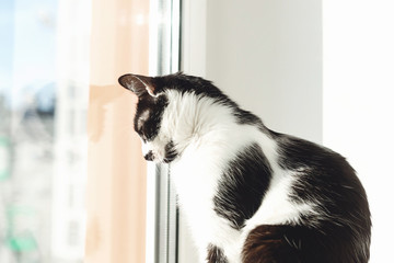 Cute black and white cat sitting on windowsill and looking at window on street. Isolation at home during coronavirus pandemic concept. Adorable kitty with curious look