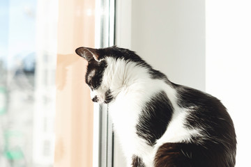 Cute black and white cat sitting on windowsill and looking at window on street. Isolation at home...