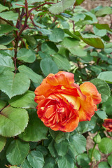 Obraz premium a red rose with green leaves, vertical image