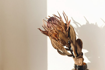 Dried protea in sunlight with shadow. Dry protea flower in sunny warm light on white background...