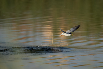 Little Tern flyin with a fish