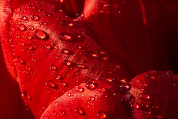 Macro texture backgroud. A large beautiful red bright tulip. Close-up of the beauty of opened buds, stamens covered with drops of water.