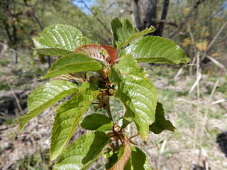 green plant in the forest