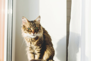 Cute tabby cat sitting on window sill in warm sunny light. Adorable Main coon with green eyes and funny emotion relaxing in sunlight. Isolation at home. Copy space