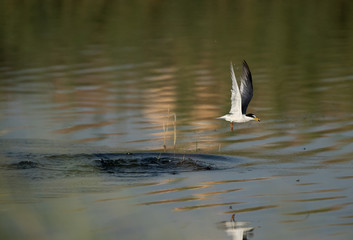 Little Tern with a fish catch