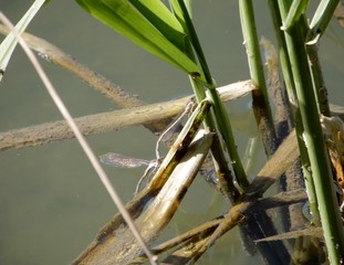 dragonfly on the reeds
