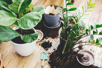 Repotting plants at home. Ficus Lyrata tree and zamioculcas plant on floor with roots, ground and gardening tools. Potting or transplanting plants. Houseplant. Plants in modern interior room