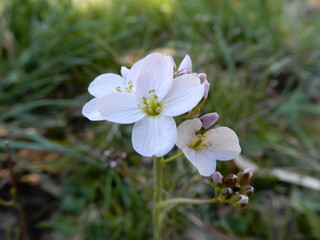 white flowers in the garden