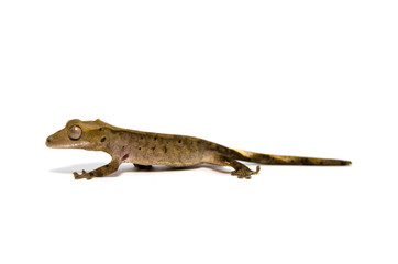 Crested gecko on white