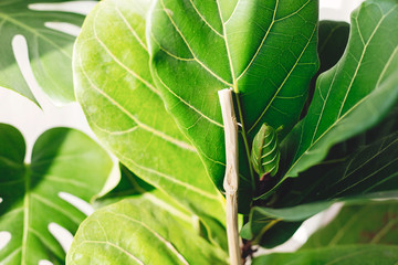 Ficus Lyrata. Beautiful fiddle leaf tree leaves on white background. Fresh new green leaves growing from fig tree, close up. Houseplant. Plants in modern interior room