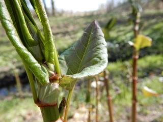 green plant near river