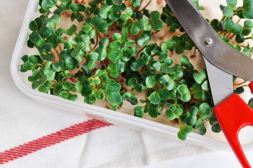 Fresh micro-green seedlings grown at home for cutting into food. Vegan and eco.