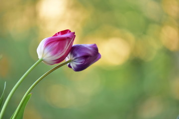 red tulips on a green background