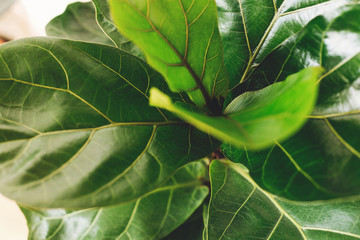 Ficus Lyrata. Beautiful fiddle leaf tree, fresh new green leaves growing from fig tree on white background. Top view. Houseplant. Plants in modern interior room