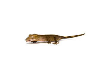 Obraz premium Crested gecko on white