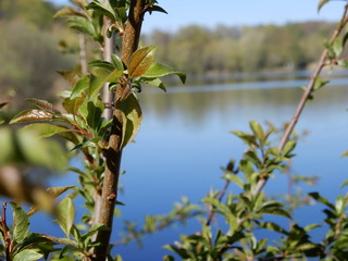 green tree in the water